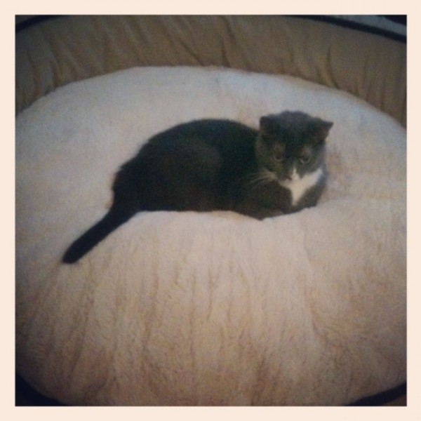 Monday Musings + Goat Cheese, Brie, and Caramelized Onion Sandwich with Apples (revisited)