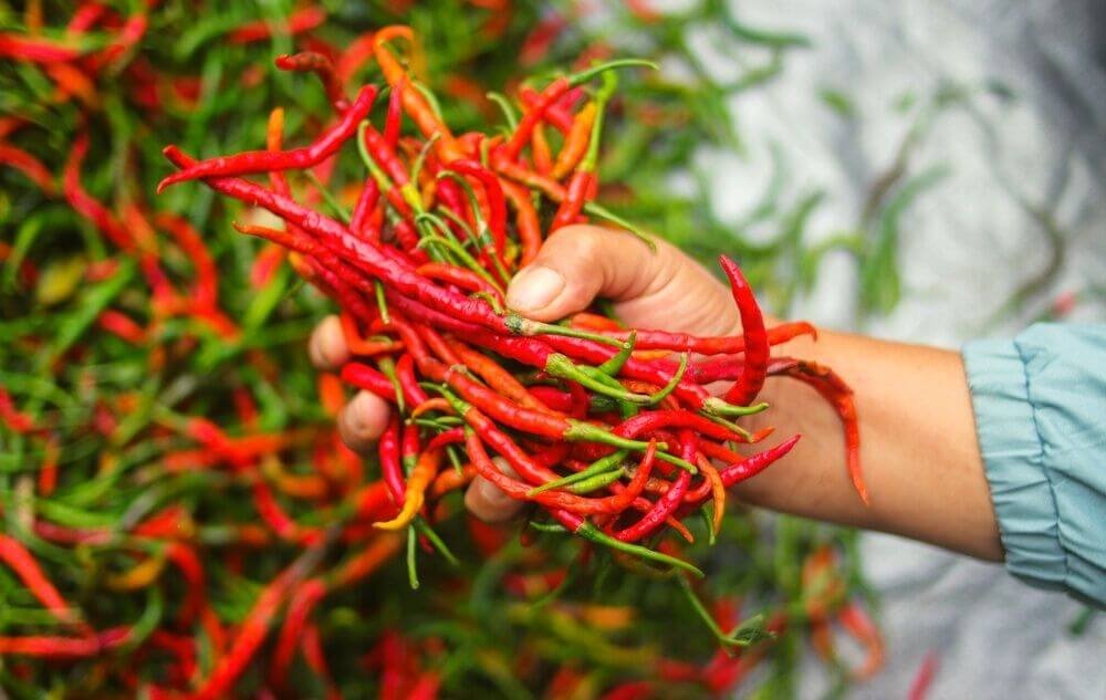 is chili healthy for you