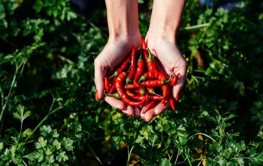 is homemade chili good for weight loss