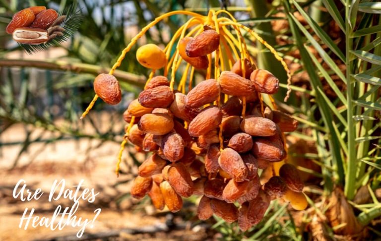 Are Dates Healthy?