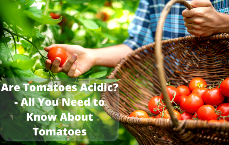 Are Tomatoes Acidic? Heartburn and Tomatoes [Good or Bad]