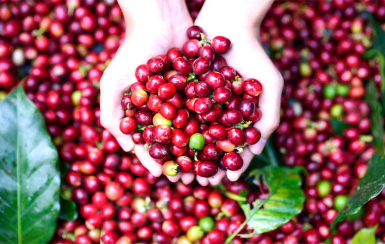 Are Cherries Acidic? [Cherries and Acid Reflux]