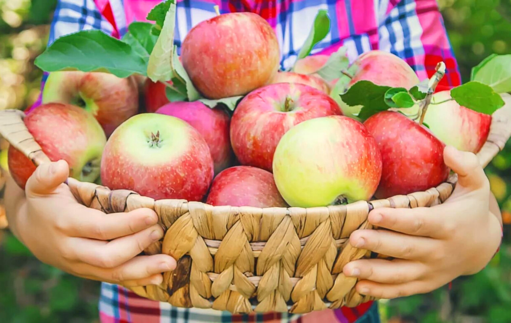Are Apples Healthy? The Ultimate Nutrition Guide
