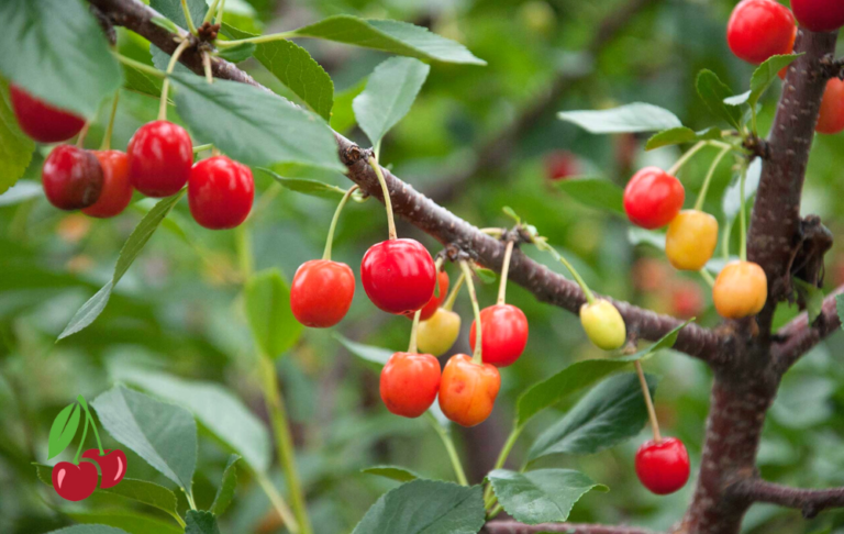 Are Cherries Healthy – All You Need to Know