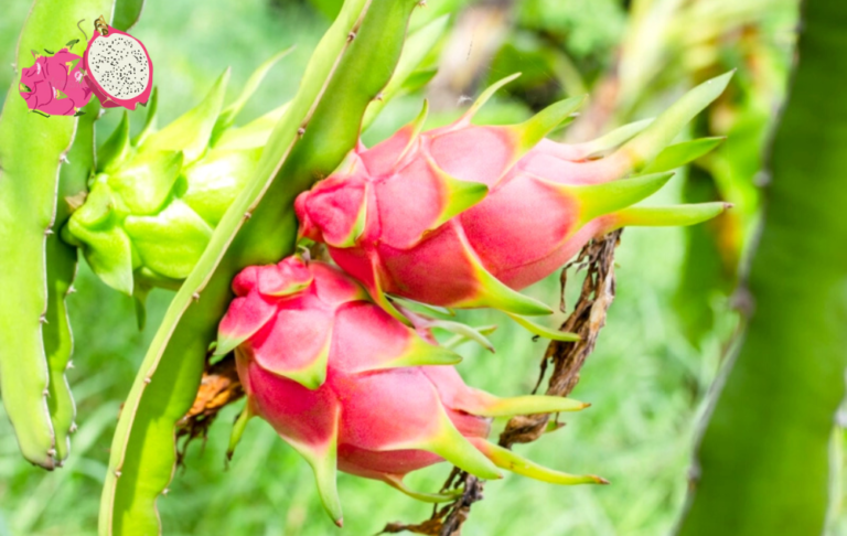 Are Dragon Fruit Healthy? – All You Need To Know