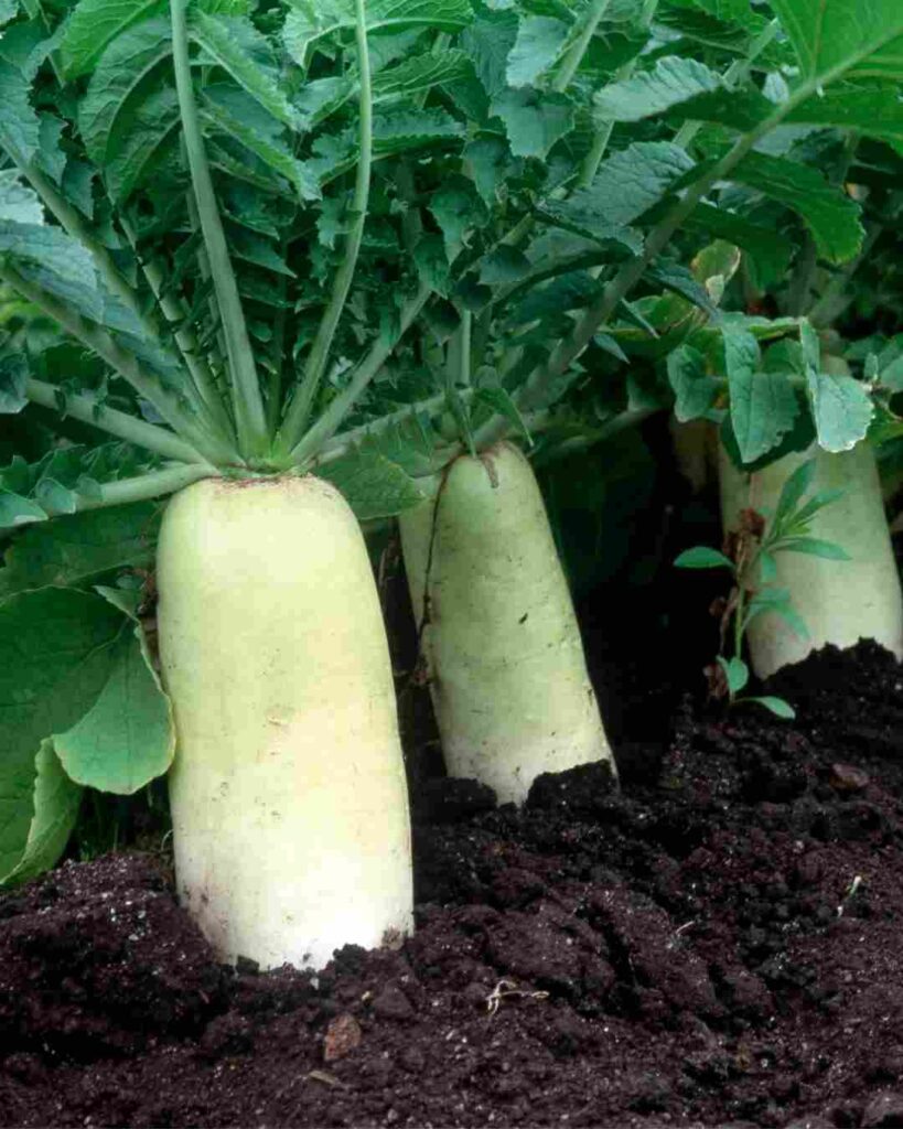 Radish benefits for stomach