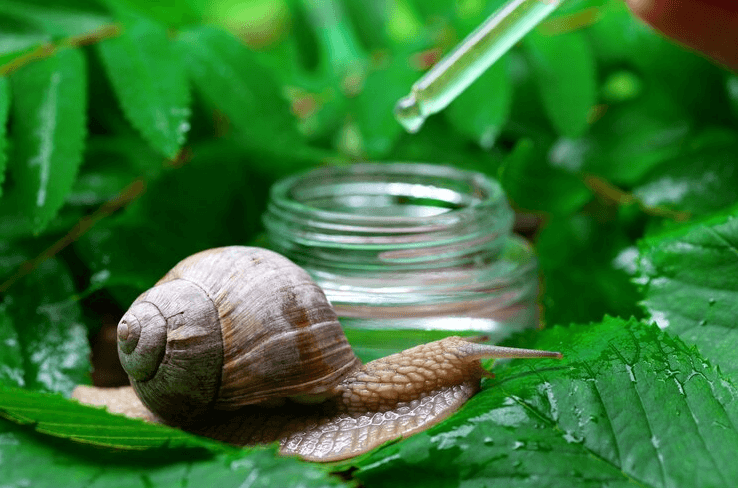 Why Is Snail Mucin Good for Skin? Discover the Secrets Behind This Skincare Marvel Why Is Snail Mucin Good for Skin? Discover the Secrets Behind This Skincare Marvel
