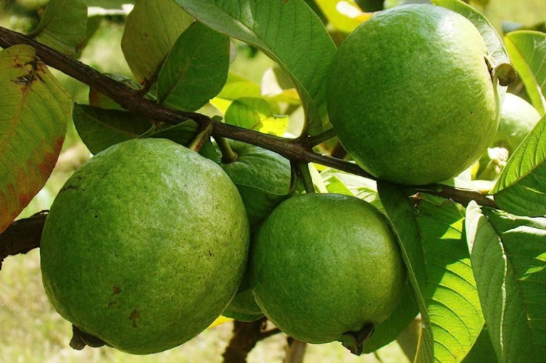 Is Guava Good for Diabetes? Benefits, Risks, and Tips for Diabetics