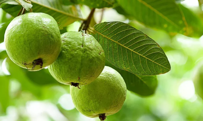 Is Guava Good for Diabetes?