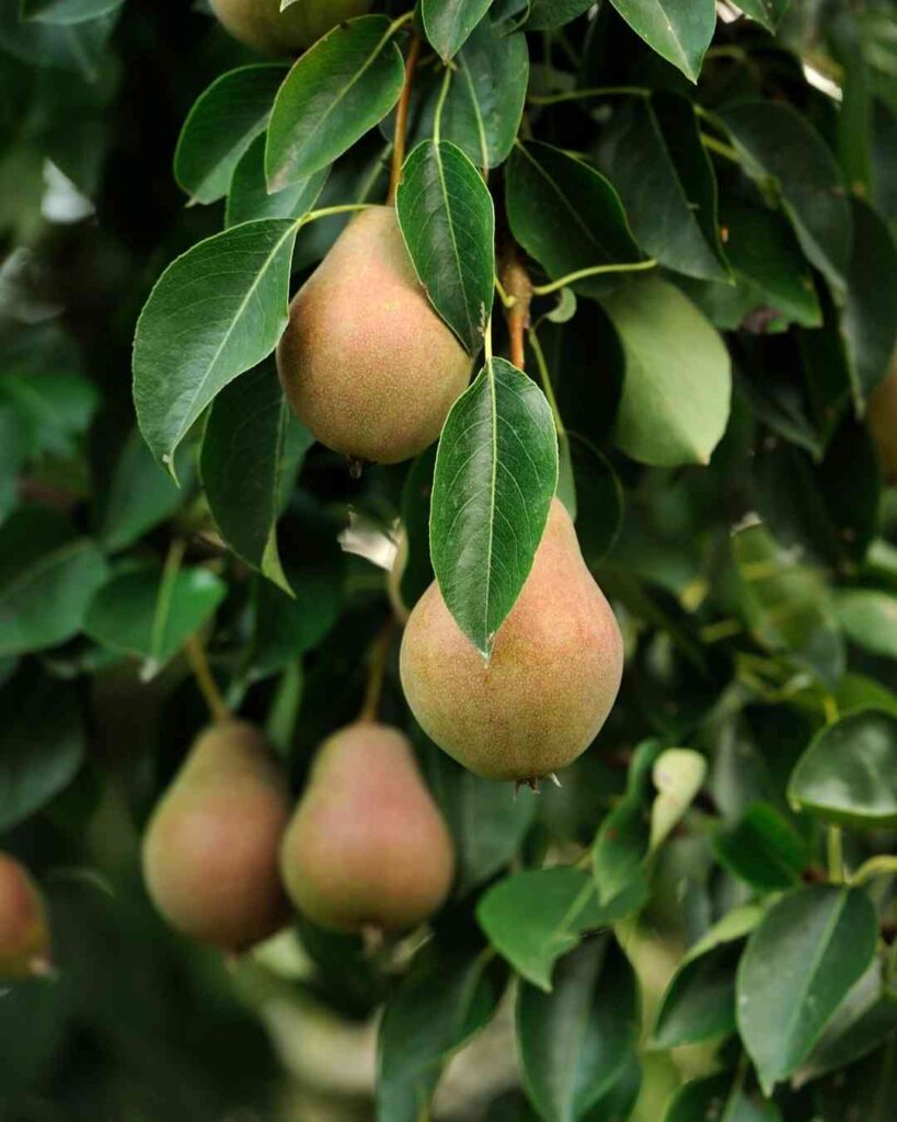 Nutritional Profile of Pears