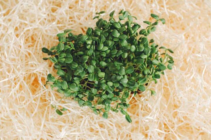 Is Alfalfa Sprouts Low FODMAP? What You Need to Know for IBS Relief