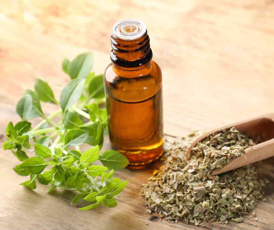 Benefits of Oregano Oil
