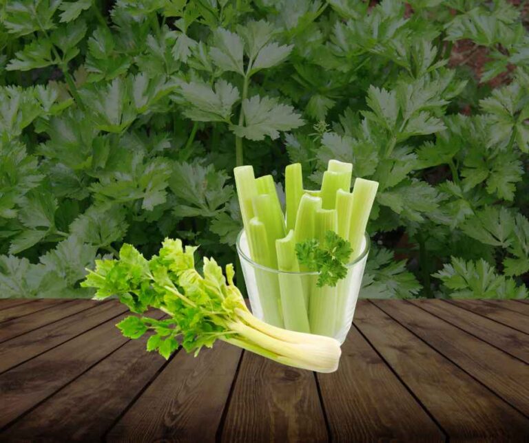 Can You Freeze Celery? (Raw, Chopped, Cooked, Juice & Without Blanching)