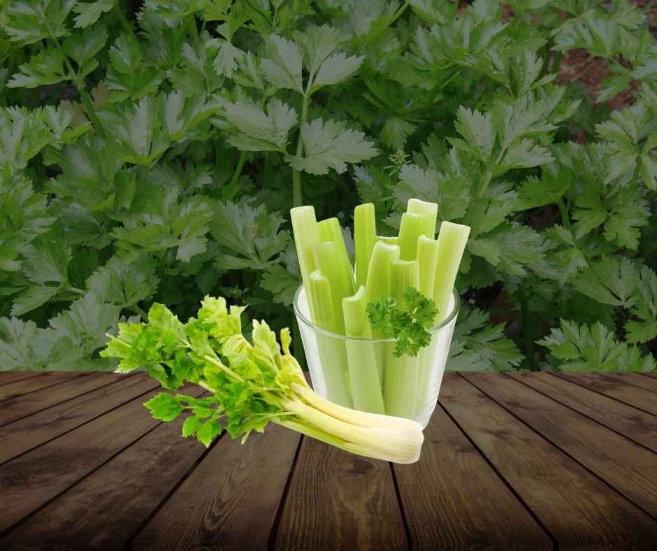 can you freeze celery