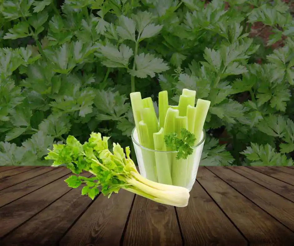 can you freeze celery