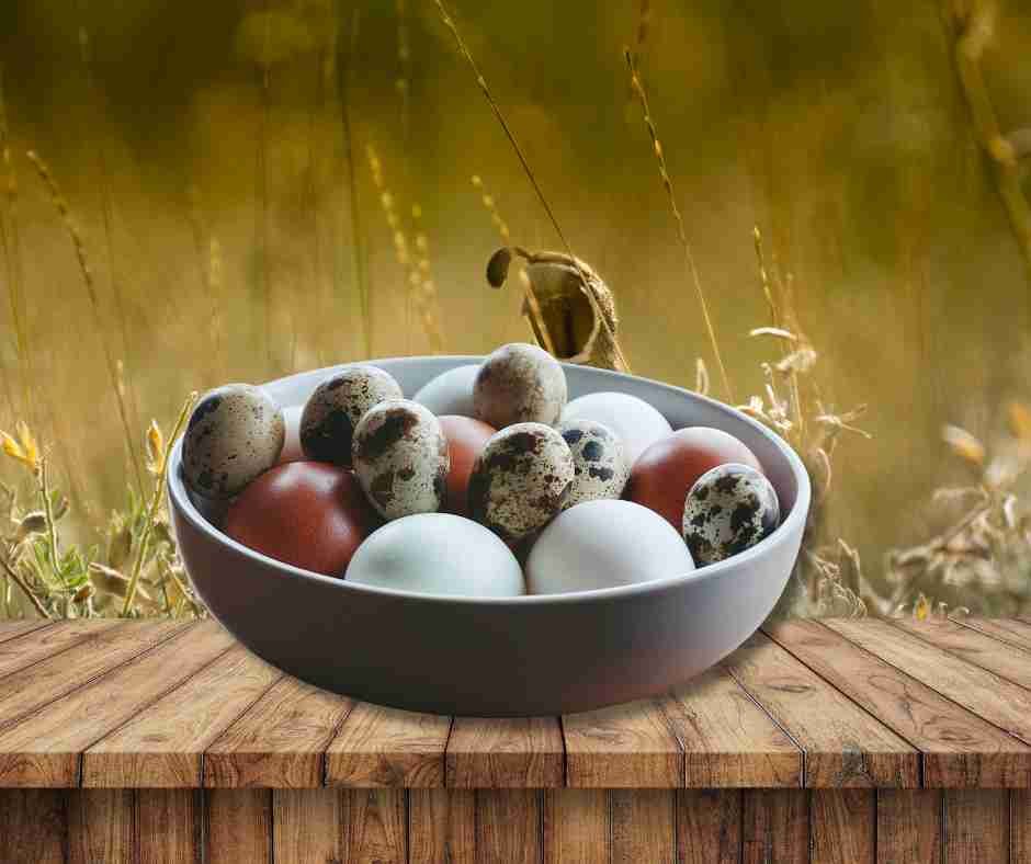 Quail Eggs vs Chicken Eggs