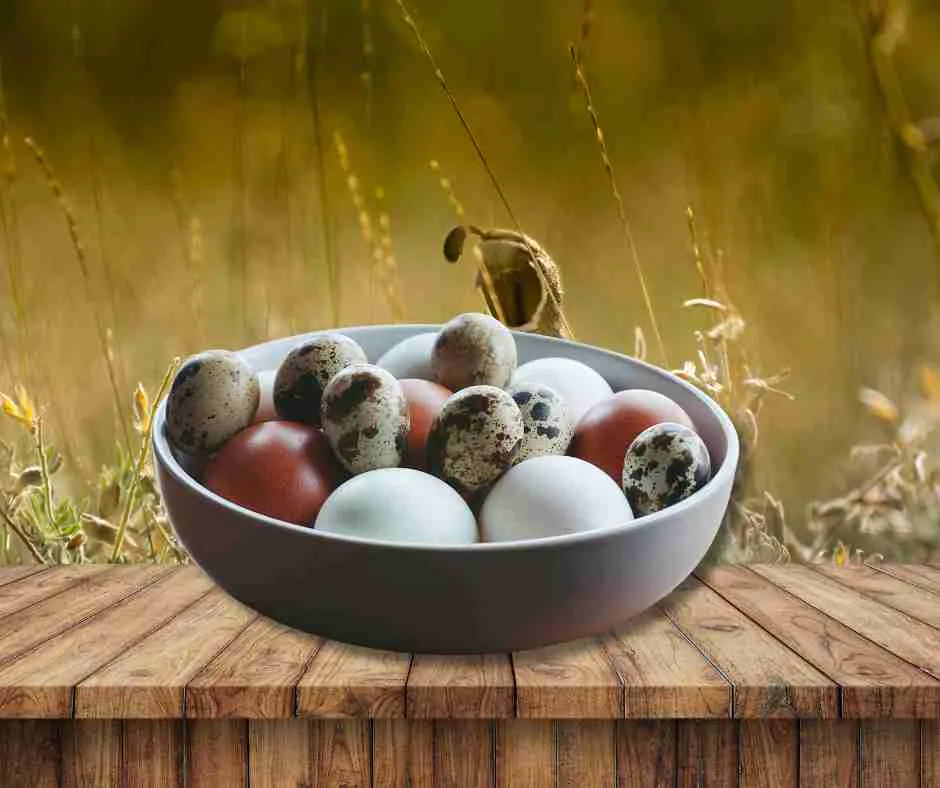 Quail Eggs vs Chicken Eggs