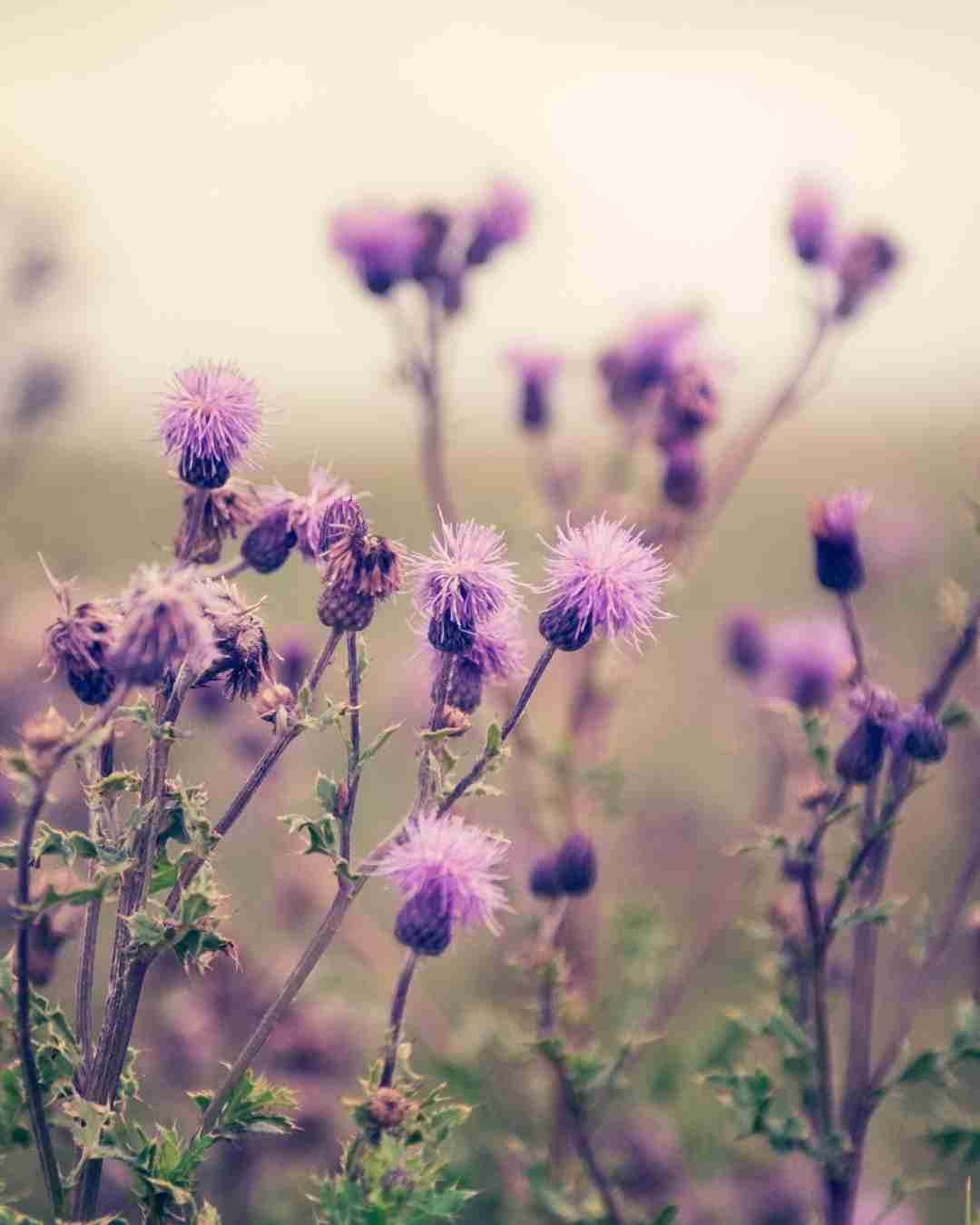 Side Effects, Dangers & Warnings of Milk Thistle