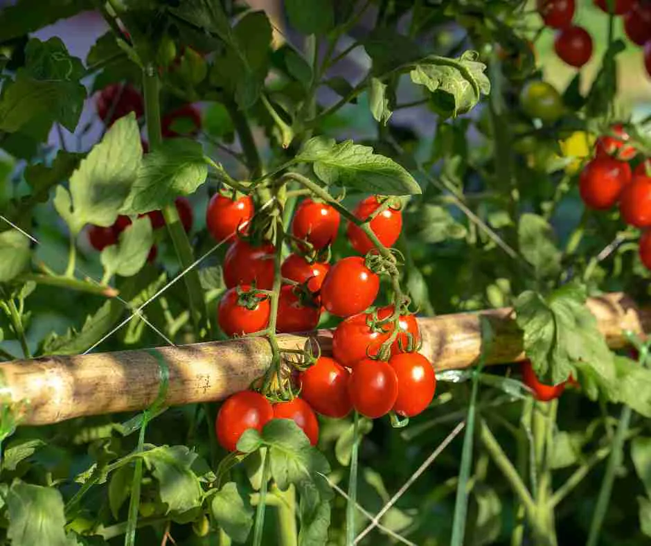 are tomatoes acidic