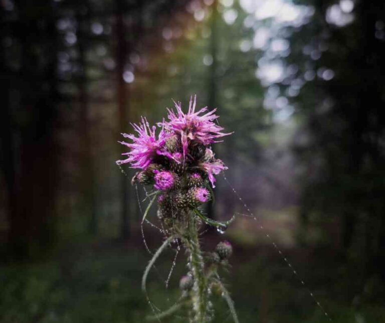 Benefits of Milk Thistle: Health Uses, Side Effects, and Who Should Take It
