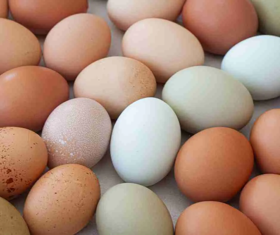brown eggs vs white eggs