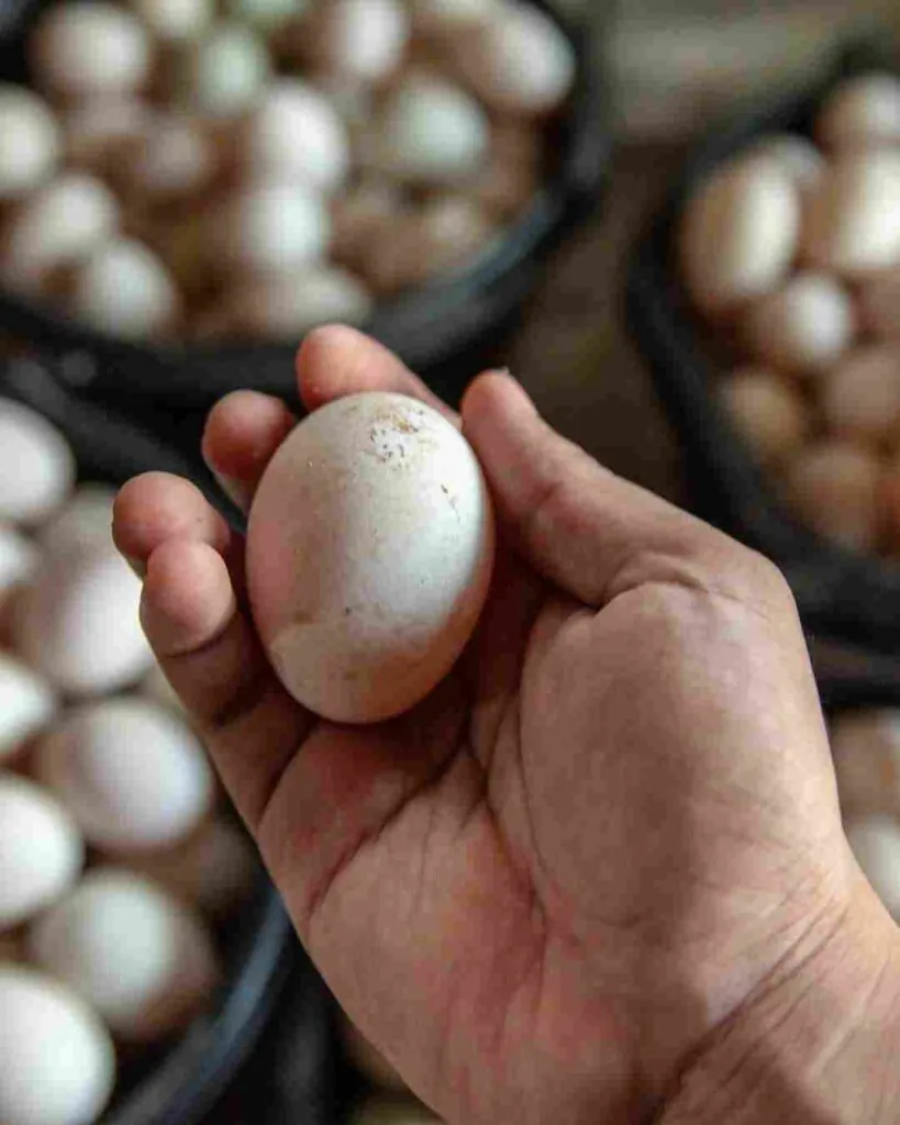 duck eggs vs chicken eggs nutrition