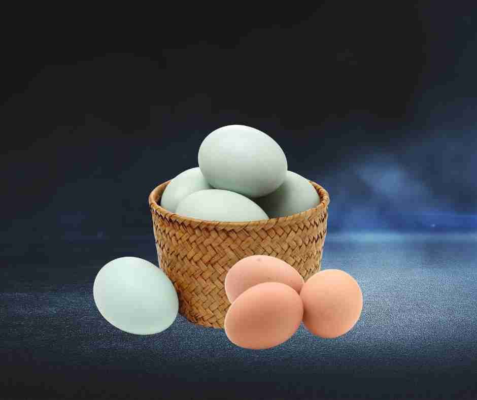 duck eggs vs chicken eggs