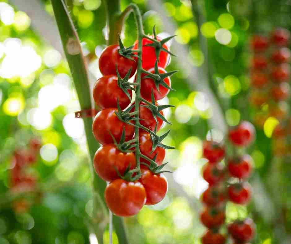 How Many Calories Are in a Tomato