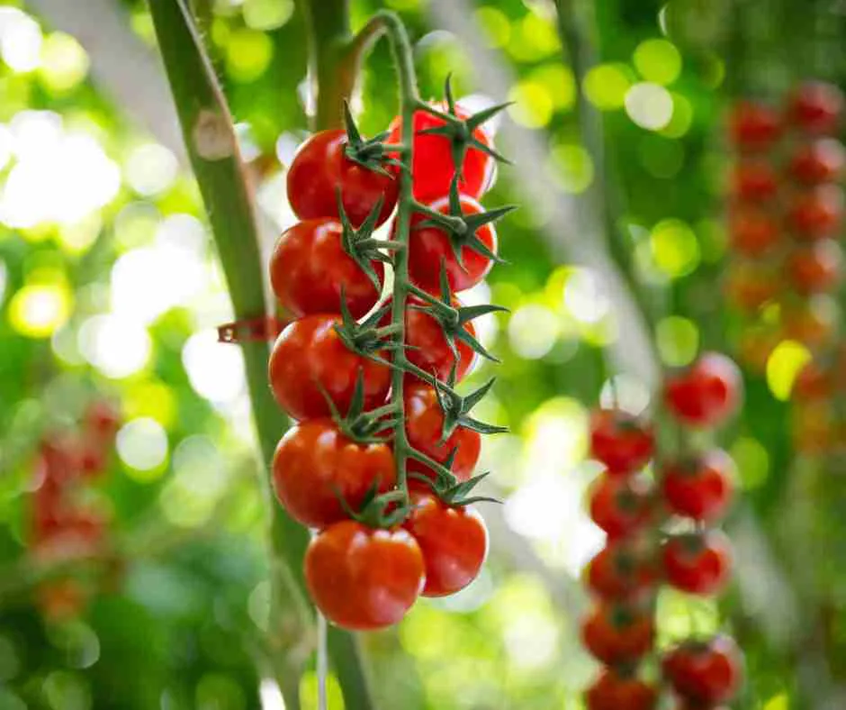 How Many Calories Are in a Tomato