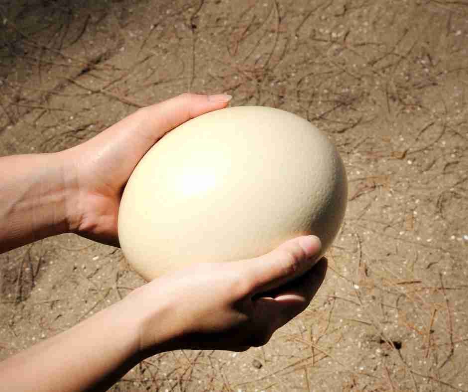 how much protein in an ostrich egg