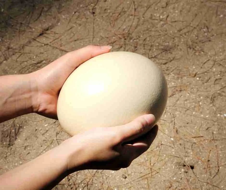 how much protein in an ostrich egg