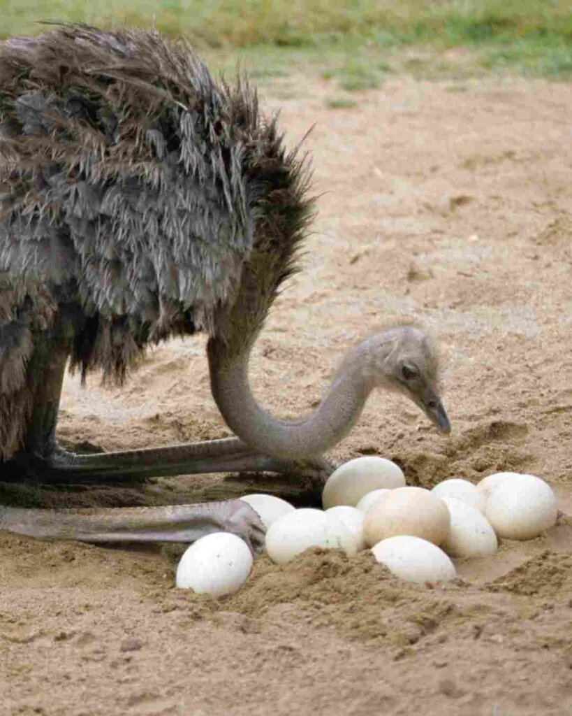 ostrich egg protein