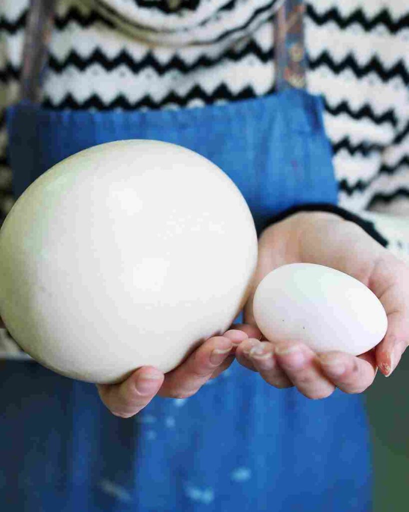 Ostrich Egg Protein Content Per 100g