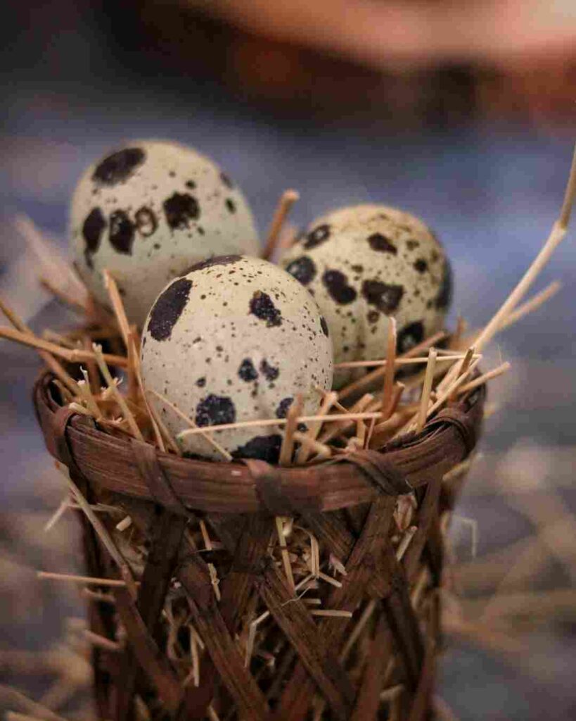 quail eggs vs chicken eggs nutrition