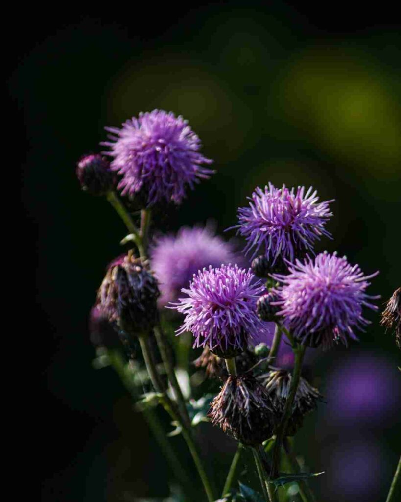 what are the benefits of milk thistle