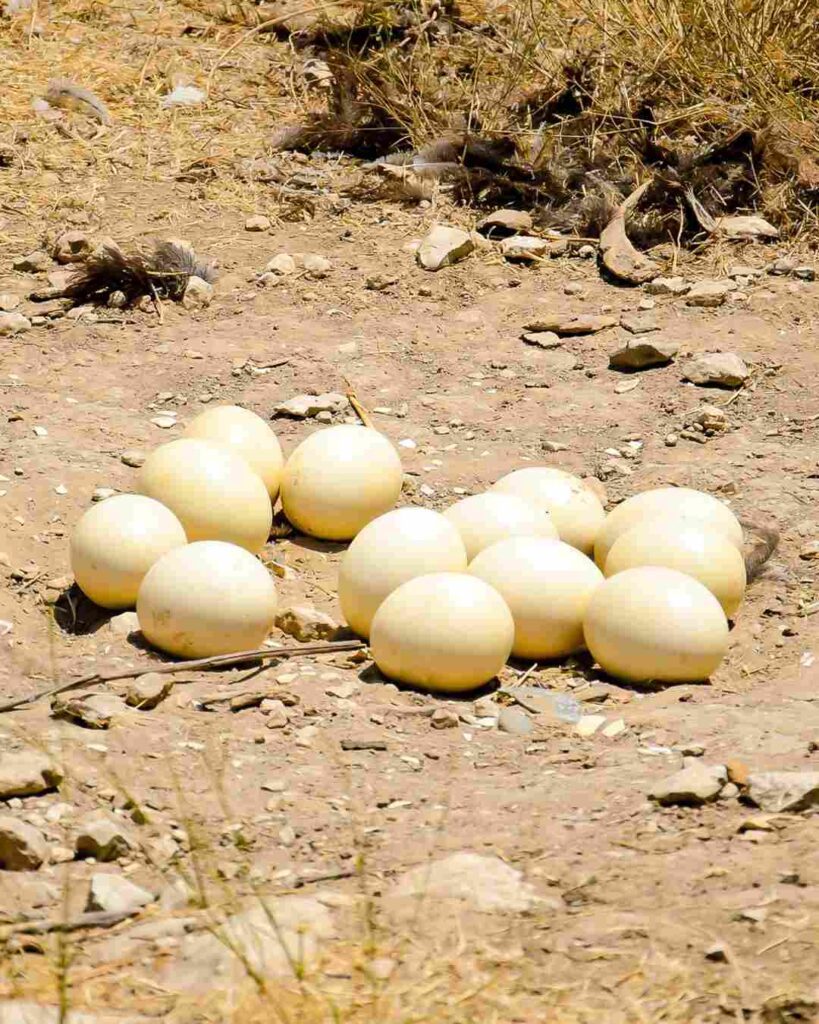 which animal egg has the highest protein