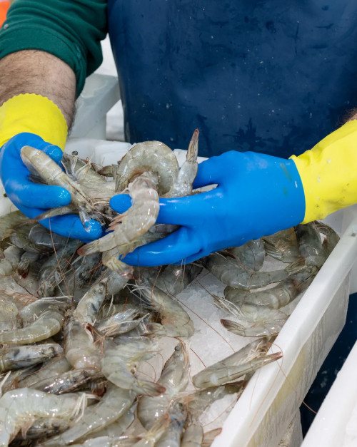 fish oil supplements