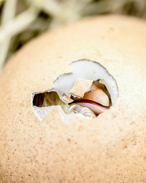 what came first, the chicken or the egg answer