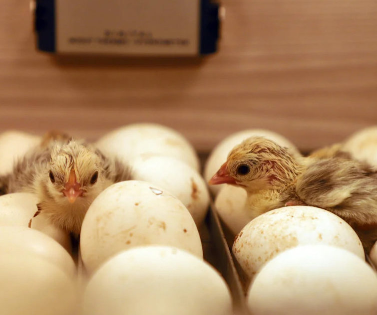 What Came First, the Chicken or the Egg?