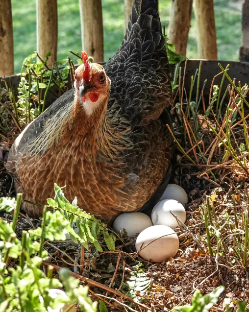 Chicken came first!