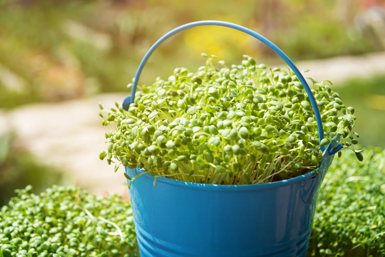 How to Grow Broccoli Sprouts